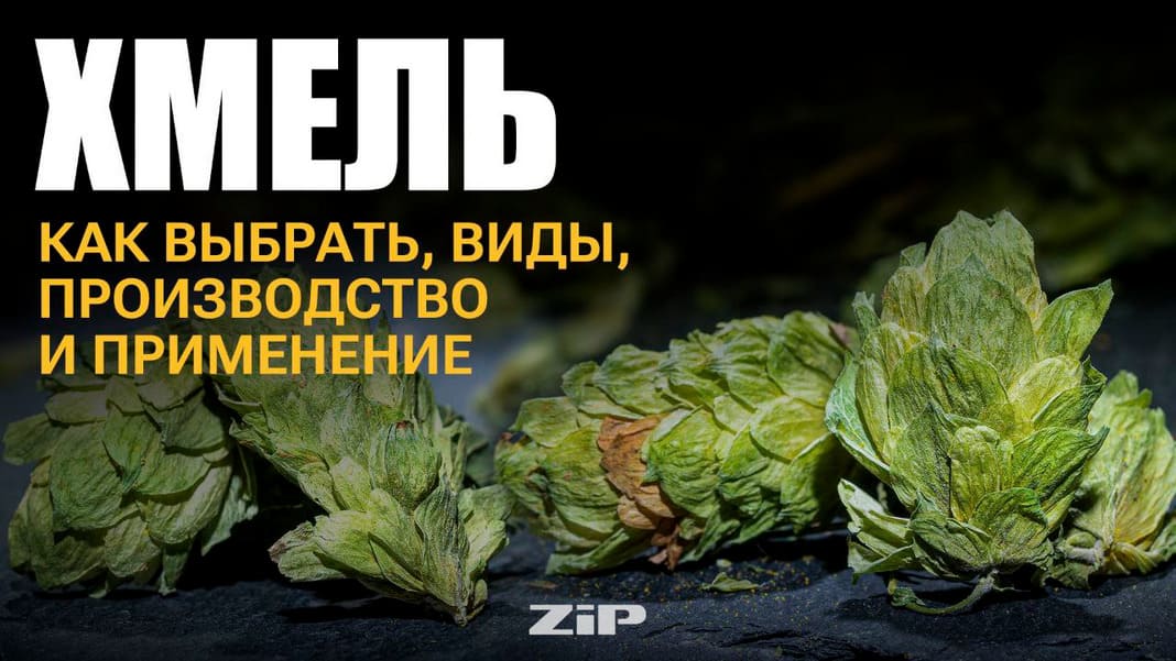 Хмель: как выбрать, виды, производство и применение