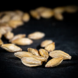 Кара Пилсен 6,5 EBC