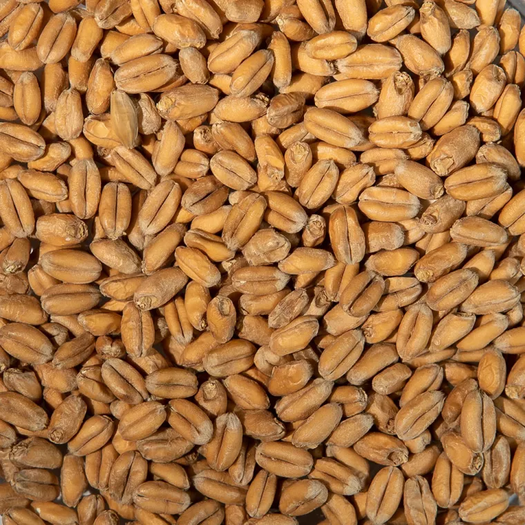 Солодовый пшеничный
