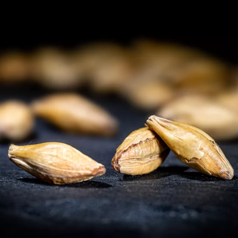 Купить Солод (Тип - Пэйл эль)